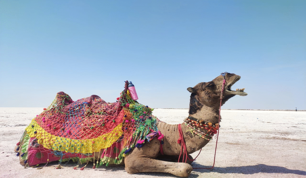 Great Rann of Kutch