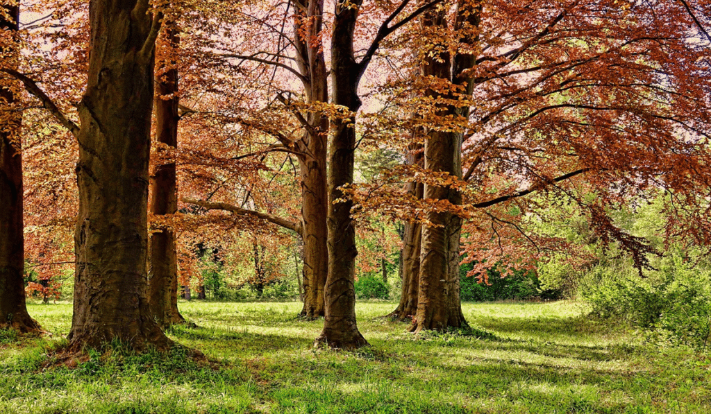 Cubbon Park